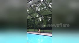 Newsflare Edit - German Shepherd vs Squirrel: Mind games with a sadistic genius.