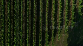 zenital drone vineyard waiheke island