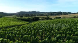 vineyard waiheke island