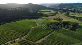 Cinematic Shot of a Vineyard in Waiheke Island