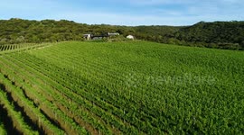 vineyard waiheke island