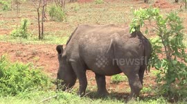 A male White Rhino grazing then spraying urine to mark his territory