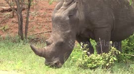 This male White Rhino seems to be meditating - then he began grazing