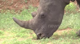 This is close! The head and mouth of a grazing male White Rhino