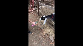 Goat Tries to Drink Starbucks