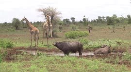 A mean old bull Buffalo driving Giraffes away from the waterhole