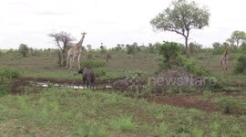 Mean old bull Buffaloes stopping Giraffes from getting to the waterhole