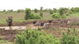 The Giraffe gives up – six bull Buffalo in the waterhole is too much of a challenge!
