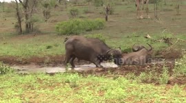 Two old Buffalo bulls lying in water