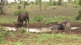 Old bull Buffalo drinking muddy water while his mates wallow in it