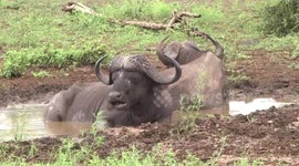 Two old ‘Dagga Boy’ Buffalo bulls in water, chewing the cud
