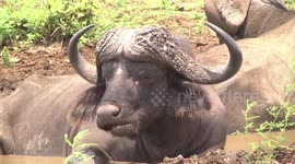 An old ‘Dagga Boy’ Buffalo bull in water, chewing the cud – head detail