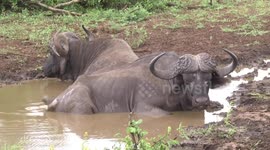 Old ‘Dagga Boy’ Buffalo bulls in the water, chewing the cud - close view