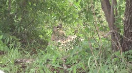 A sight rarely seen – a beautiful Serval lying under a bush