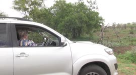 People watching a Serval from their vehicle