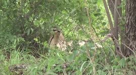 A sight rarely seen – a beautiful Serval lying under a bush, flicking its tail