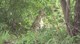 A beautiful Serval sitting up – watchful
