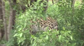 A superb Serval sharpening its claws on mopane trunk – a rare sight