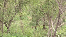 A lovely Serval moving cautiously through dense bush