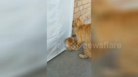 Mother cat shuts kitten outside door