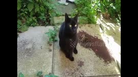 Talking cat greets owner