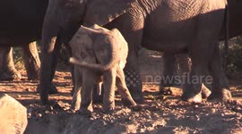 Baby elephant does the 'helicopter' with its trunk