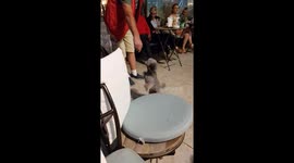 Dog dancing the sirtaki