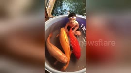 Fearless toddler enjoys bath with three giant carps