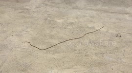'We thought this was a snake. But it turned out to be something even scarier'