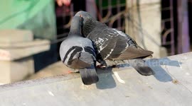 Bizarre and funny mating rituals of birds in West Bengal