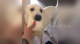 Clever dog brings toilet paper to owner stranded on the toilet