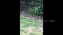 Snapping turtle discovers what goes up must come down