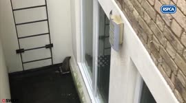Footage shows a hedgehog rescued after 8ft fall.