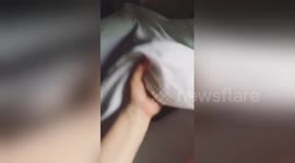 Newsflare Edit - Dog, Mac, slides out of bed
