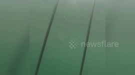 Newsflare Edit - Great white shark cage bite
