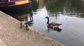 Young goslings 'reunited' with mother on London canal