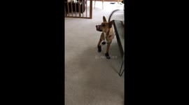 Puppy hops around unsure of new boots.