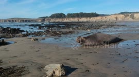 Drone captures elephant seal sunbathing on California beach