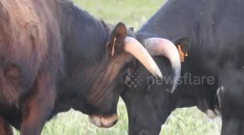 fighting bulls