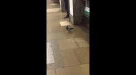 Pigeon on the northern line