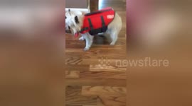 Dog’s first time in life jacket (watch until the end!)