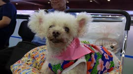 Pet Expo is Thailand's biggest pet fair