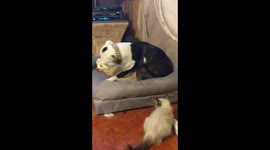 Kitten can't stop playing with dog's wagging tail