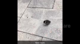Orphaned ducking meeting puppy