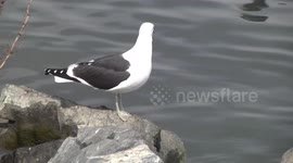 Kelp Gull perching on a boulder, Ushuaia Harbour, Argentina