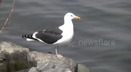 Kelp Gull perching on a boulder, Ushuaia Harbour, Argentina - closer view