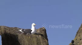 Kelp Gull sitting on its nest, Brown Bluff, Antarctic Peninsula