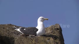 Kelp Gull sitting on its nest, Brown Bluff, Antarctic Peninsula – closer view