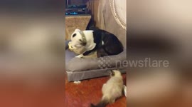 Newsflare Edit - Am Staff being attacked by kitten!