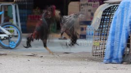 Angry birds fighting.